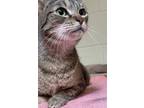 Adopt Goose a Domestic Short Hair