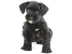 Mutt Puppy for sale in Fayetteville, AR, USA