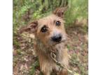 Adopt Briley a Yorkshire Terrier, Wirehaired Terrier