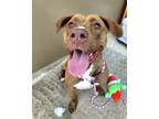 Adopt Marty 42012 a Pit Bull Terrier