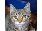 Adopt Sunday a Domestic Short Hair