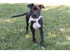 Adopt Unicorn a American Staffordshire Terrier, Mixed Breed