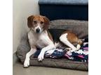 Adopt Indie a Treeing Walker Coonhound