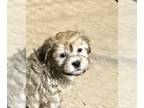 Shih-Poo PUPPY FOR SALE ADN-811041 - Shihpoo puppy male