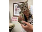 Adopt Tessa a Domestic Short Hair