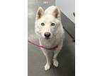 Adopt Cora a Siberian Husky, Mixed Breed