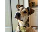 Adopt Sweet Pea a Rhodesian Ridgeback, Foxhound