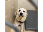 Adopt Tyra a Great Pyrenees