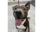 Adopt Ripley a Pit Bull Terrier, American Staffordshire Terrier
