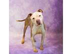 Adopt In Foster Walter a Pit Bull Terrier