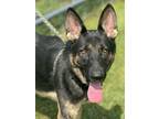 Adopt Ned a German Shepherd Dog, Mixed Breed