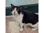 Adopt Chester FIV+ $50 a Domestic Short Hair