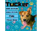 Adopt Tucker a Mixed Breed