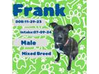 Adopt Frank a Mixed Breed