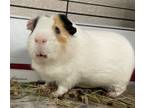 Adopt Mike a Guinea Pig