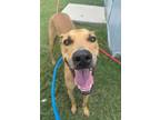 Adopt Ducky a Greyhound, Labrador Retriever