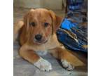 Adopt 4th of July Litter: FIRECRACKER a Great Pyrenees, Australian Cattle Dog /