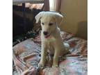 Adopt 4th of July Litter: ANTHEM a Great Pyrenees, Australian Cattle Dog / Blue