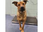 Adopt RED OAKS a Mixed Breed