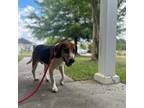 Adopt Banjo Jojo a Beagle