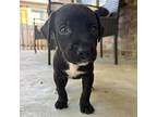 Exxon Labrador Retriever Puppy Male