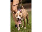 Red, American Staffordshire Terrier For Adoption In Raleigh, North Carolina