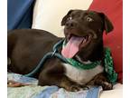 Mocha, Labrador Retriever For Adoption In Tyler, Texas