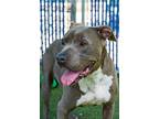 Diamond, Staffordshire Bull Terrier For Adoption In San Diego, California