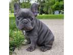 FJGHDH French Bulldog puppies for sale