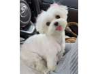 TYGHD M/F Maltese puppies for sale