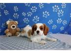 Cavalier King Charles Spaniel Puppy for sale in Fort Wayne, IN, USA