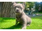 French Bulldog Puppy for sale in Wilmington, NC, USA