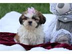 Shih Tzu Puppy for sale in Fayetteville, AR, USA