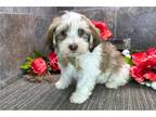 Havanese Puppy for sale in Fort Wayne, IN, USA