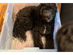Aussiedoodle Puppy for sale in Atlanta, GA, USA