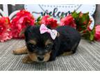 Yorkshire Terrier Puppy for sale in Fort Wayne, IN, USA