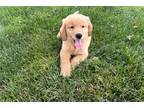 Golden Retriever Puppy for sale in Bloomington, IN, USA