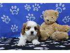 Cavalier King Charles Spaniel Puppy for sale in Fort Wayne, IN, USA