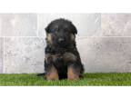 German Shepherd Dog Puppy for sale in Fort Wayne, IN, USA