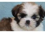 Shih Tzu Puppy for sale in Fayetteville, AR, USA