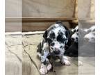 Great Dane PUPPY FOR SALE ADN-811325 - Great Dane puppies