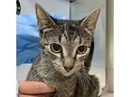 Mia Domestic Shorthair Young Female