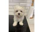 FBWAEHTKmilkful charming maltese puppies for sale