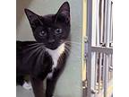 Lola Domestic Shorthair Kitten Female