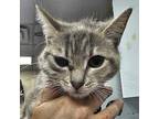 Abba Domestic Shorthair Adult Female