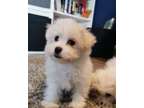 DEDRFGE YOUNG charming Maltese puppies for sale