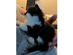 D'artagnan (bonded To Porthos, Maine Coon For Adoption In Howell, Michigan