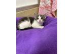 Lily, Domestic Shorthair For Adoption In Parlier, California