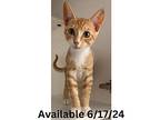 Cat Condo #6, Domestic Shorthair For Adoption In Greenville, Texas