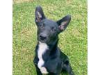 Adopt Baby Licorice a Mixed Breed